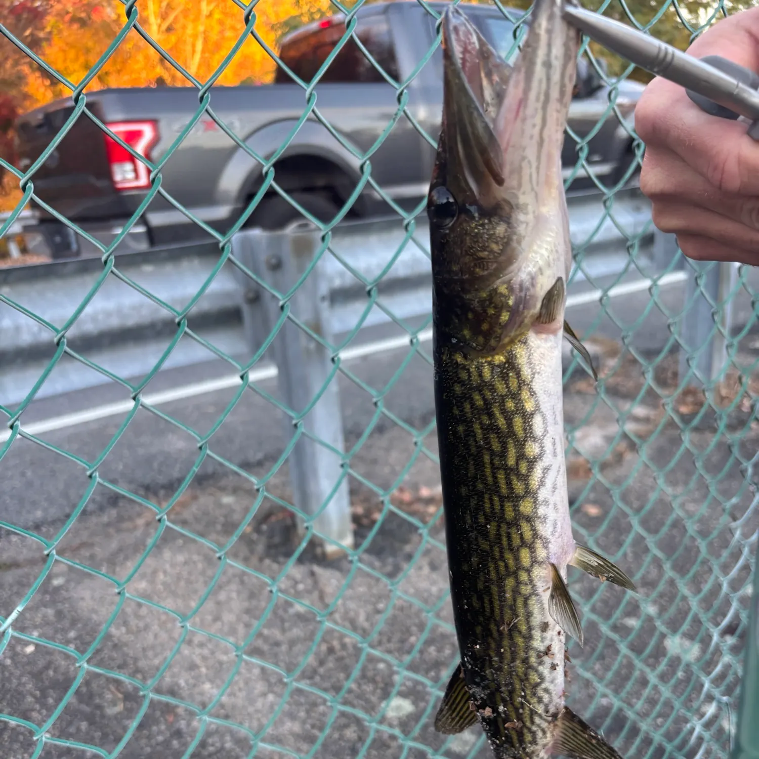 Chain pickerel caught on Fishbrain