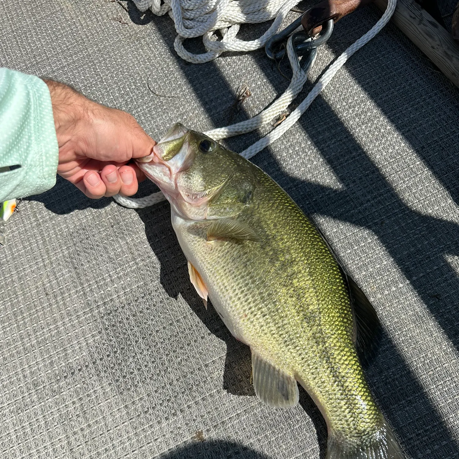Largemouth bass caught on Fishbrain