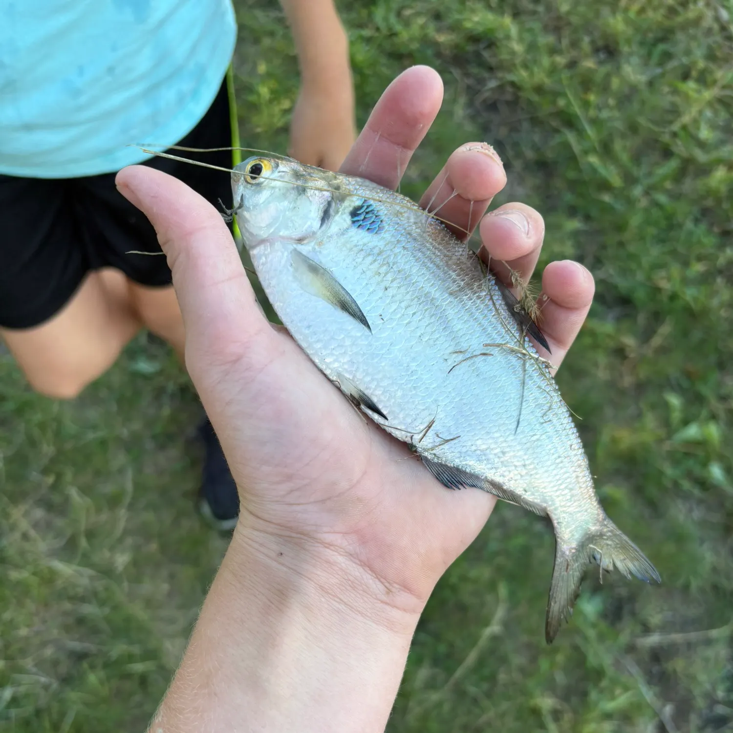 The most recent Threadfin shad catches on Fishbrain
