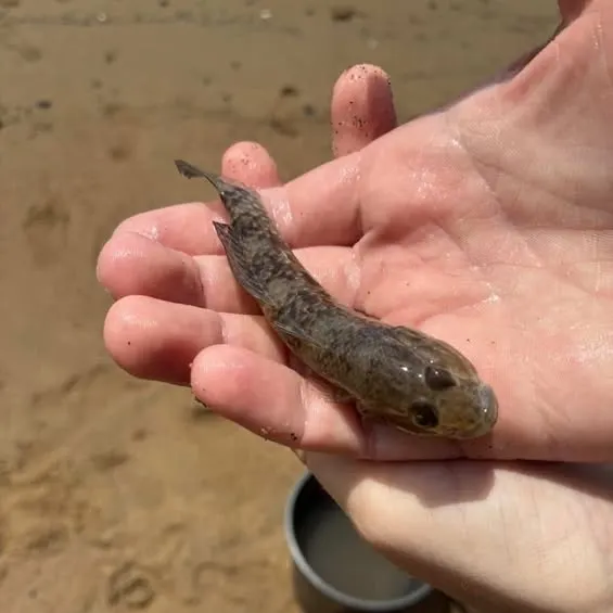 The most recent Yellowfin goby catches on Fishbrain