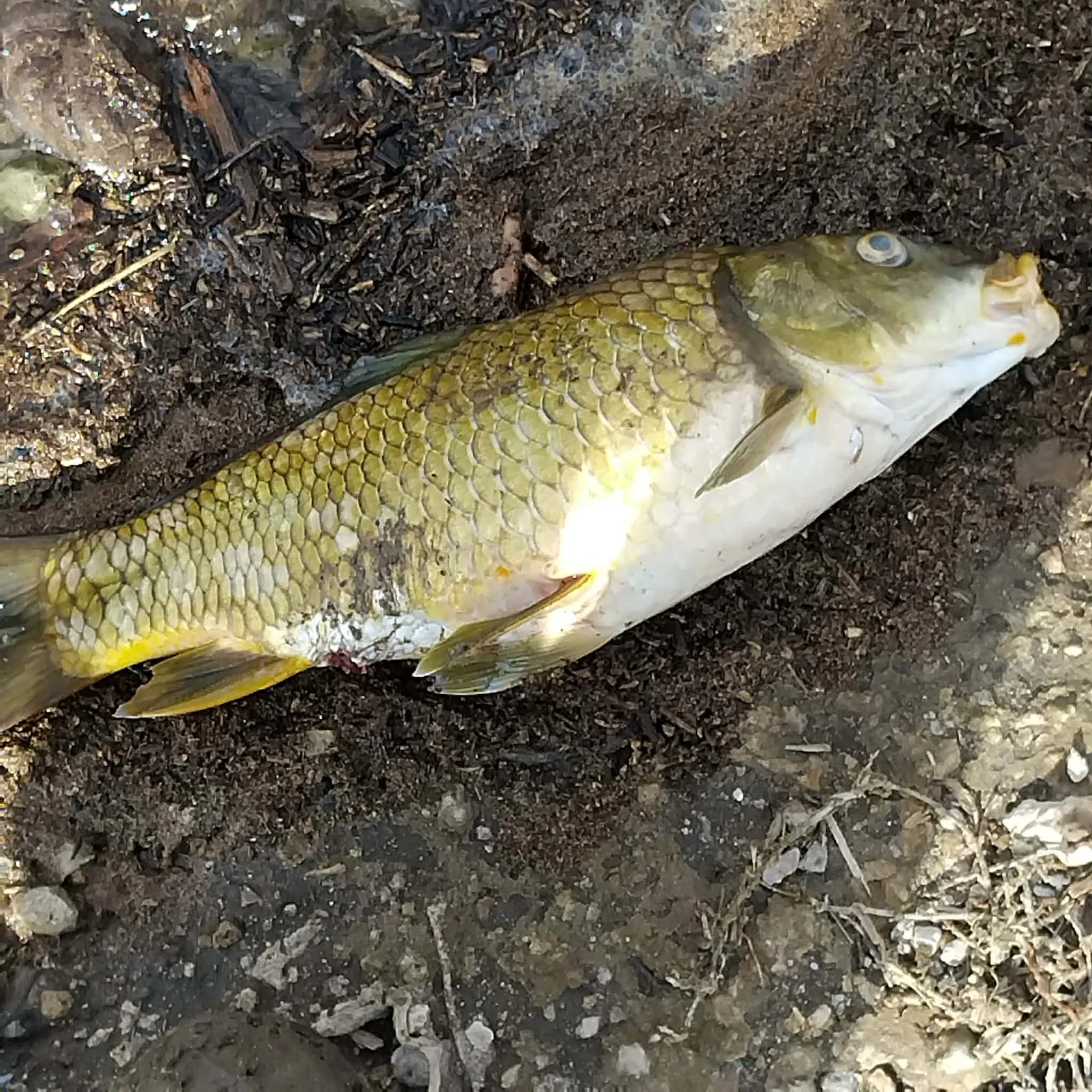 Common carp caught on Fishbrain