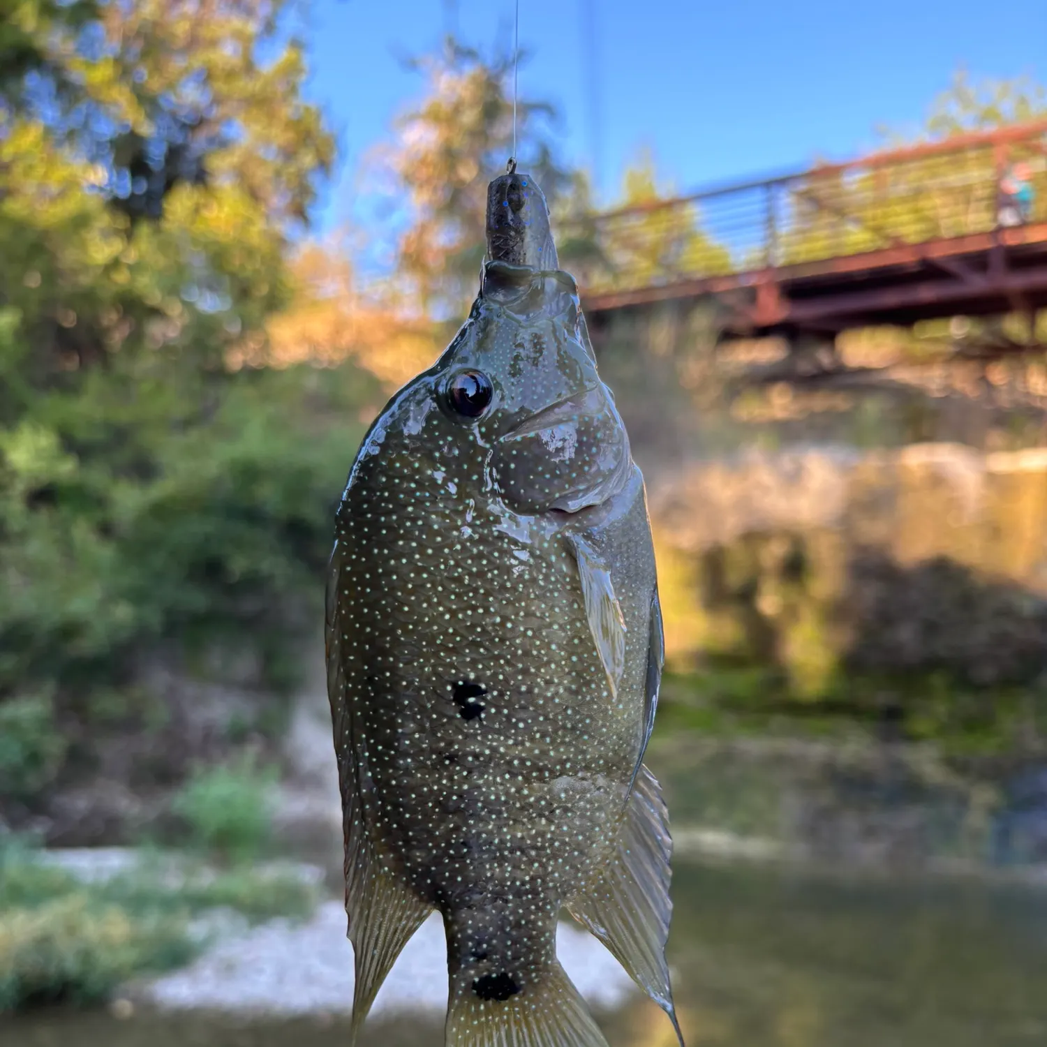 Rio Grande cichlid caught on Fishbrain