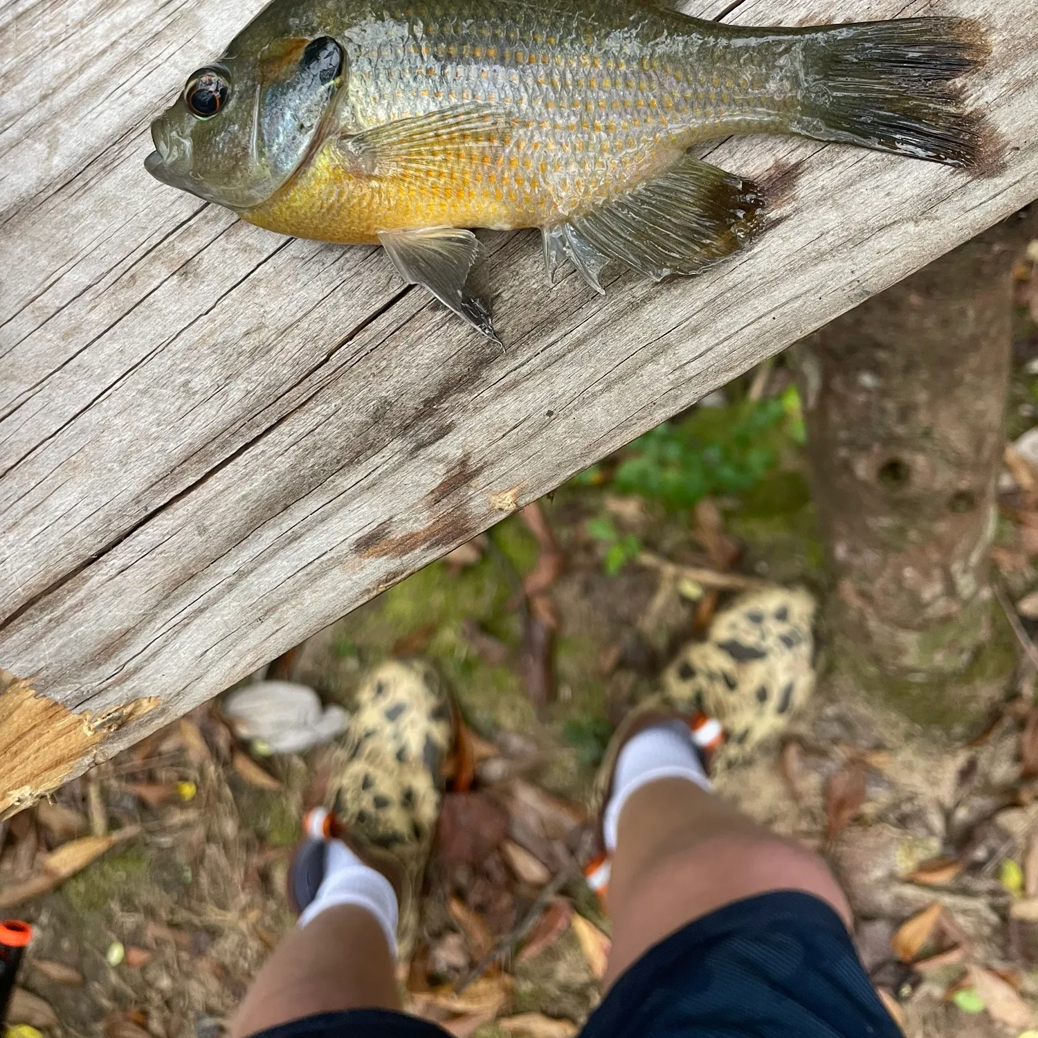 The most recent Redspotted sunfish catches on Fishbrain
