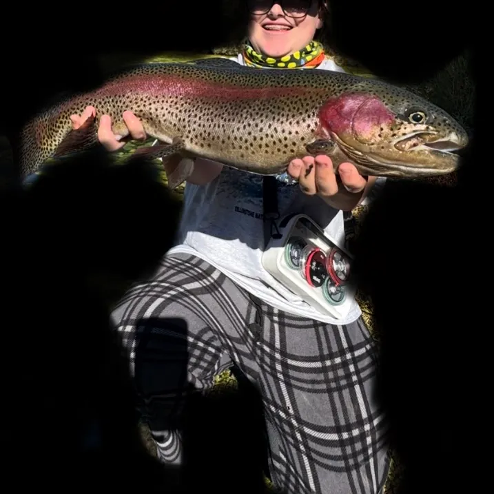 Rainbow trout caught on Fishbrain