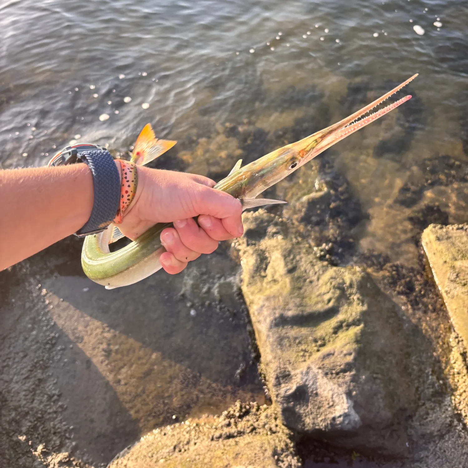 The most recent California needlefish catches on Fishbrain