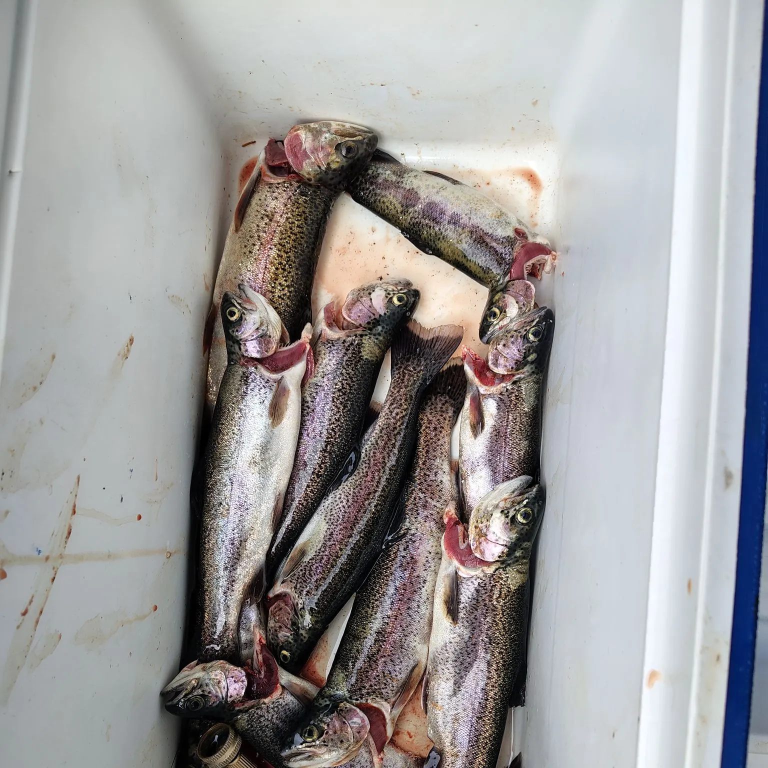 Rainbow trout caught on Fishbrain