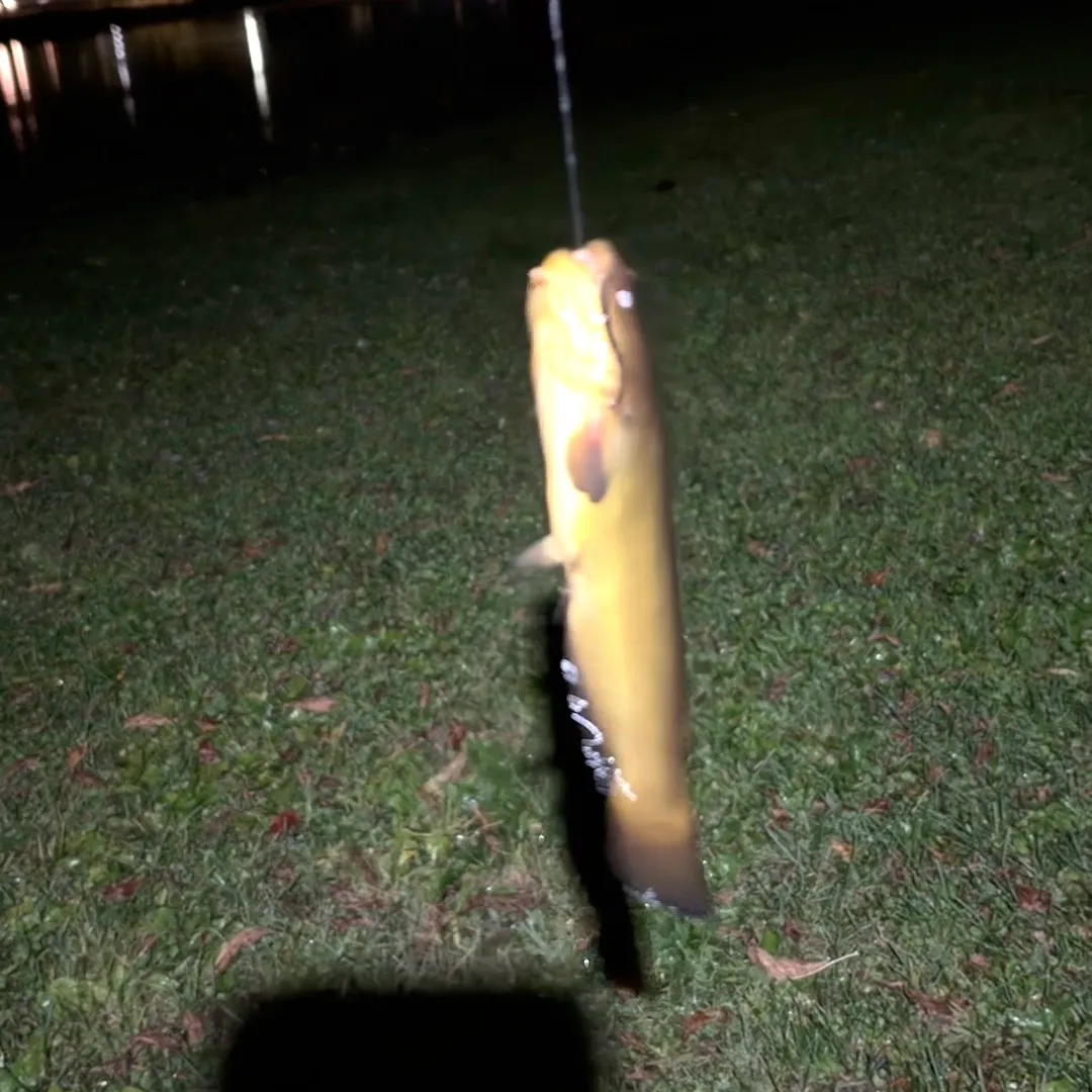 Brown bullhead caught on Fishbrain
