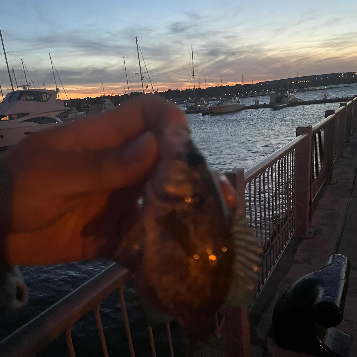The most recent Rock bass catches on Fishbrain