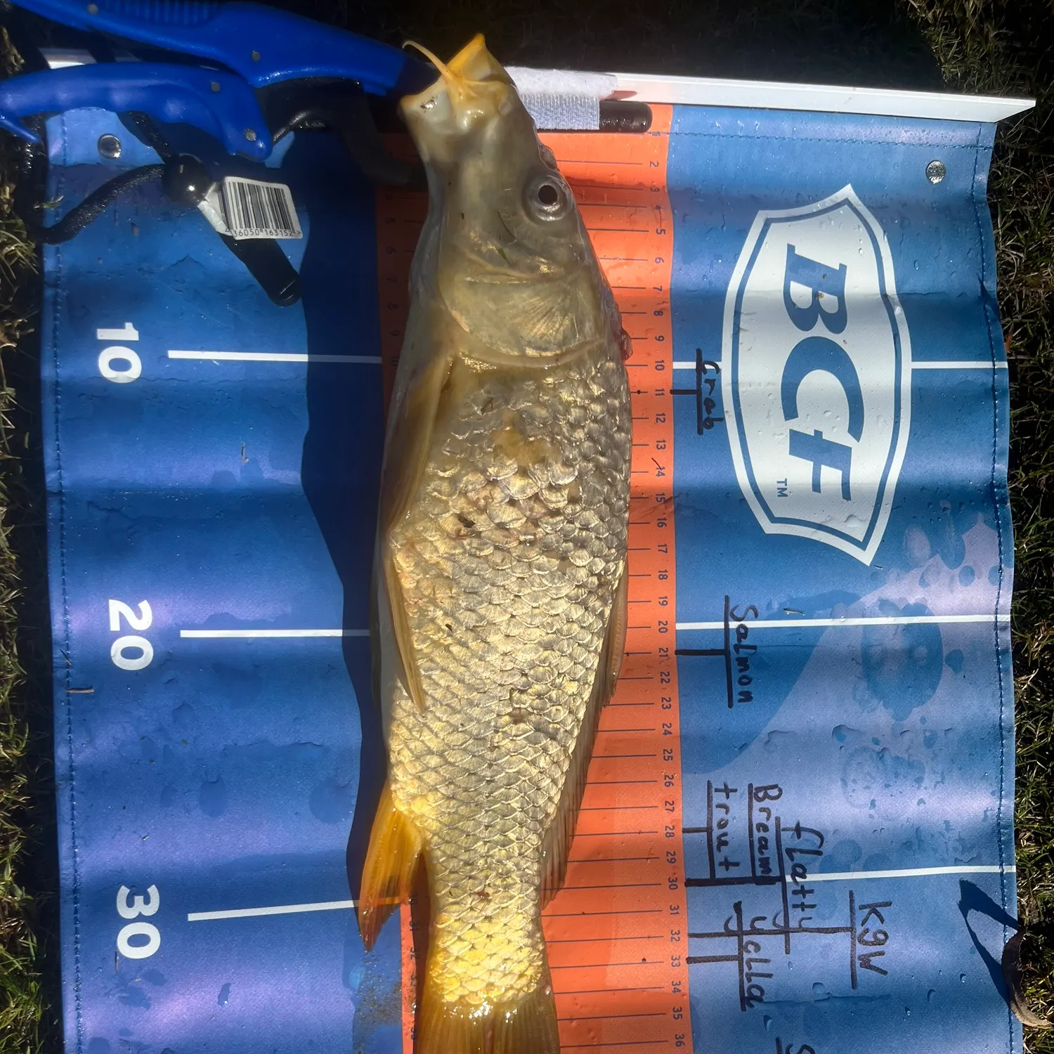 recently logged catches