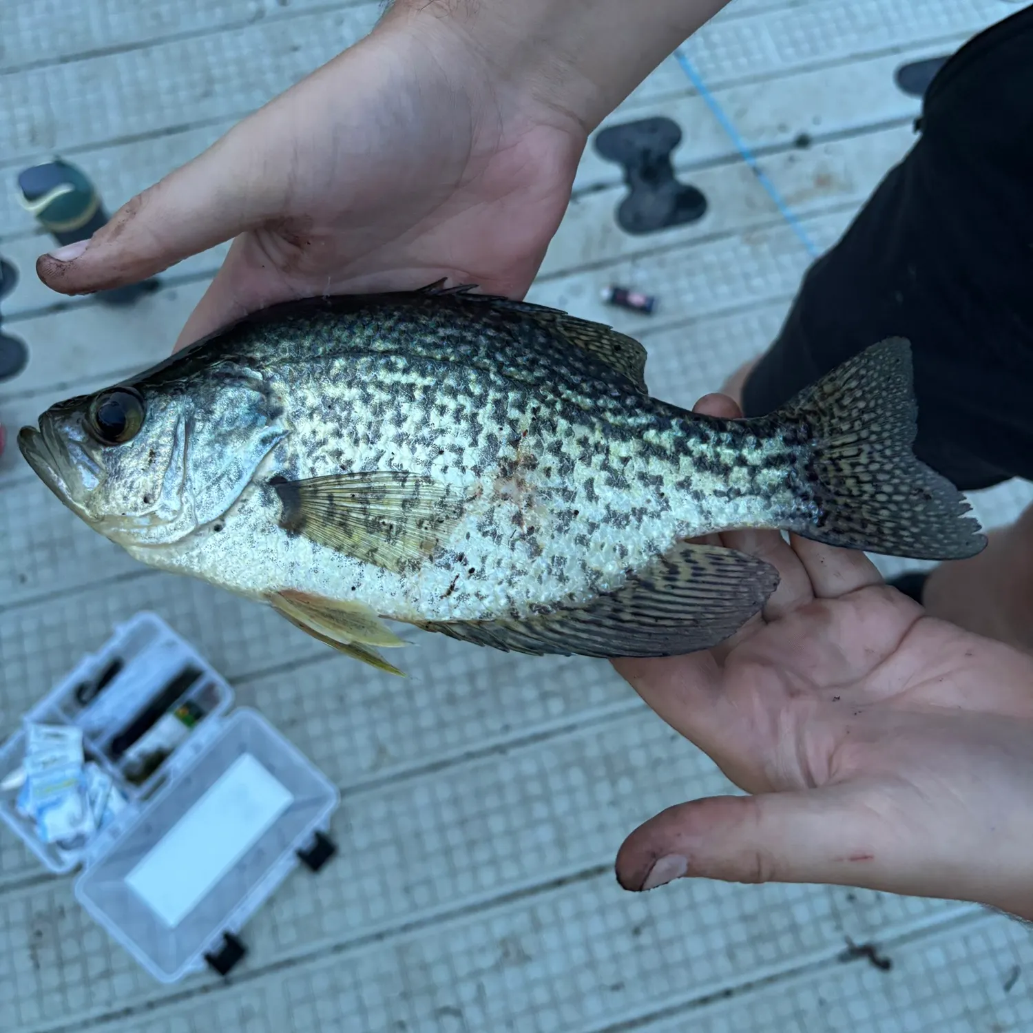 Black crappie caught on Fishbrain