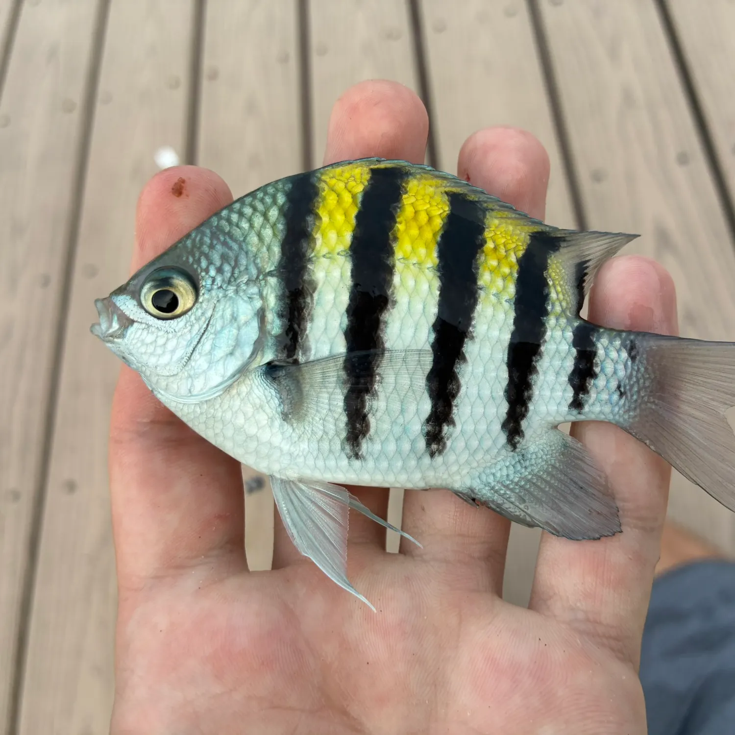 Sergeant-major caught on Fishbrain
