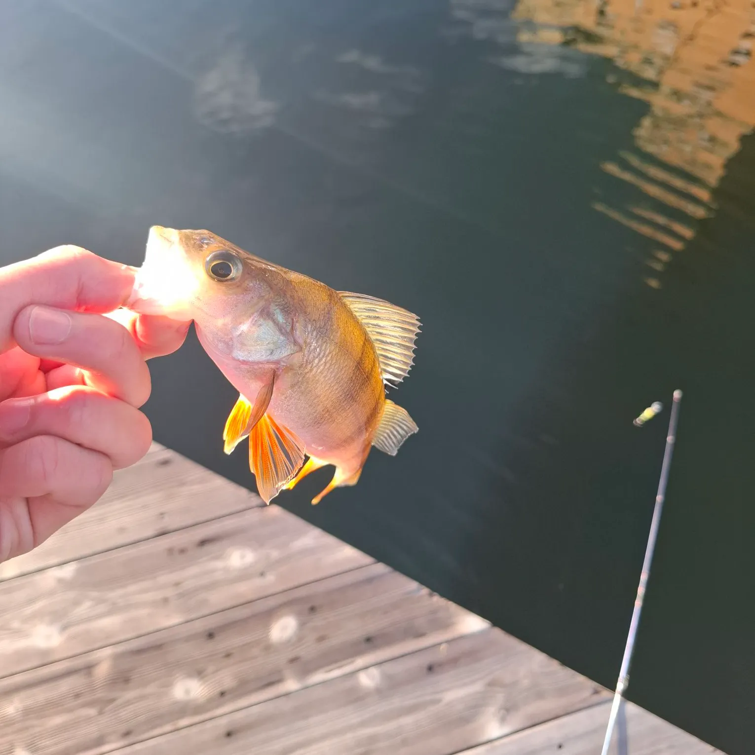 European perch caught on Fishbrain