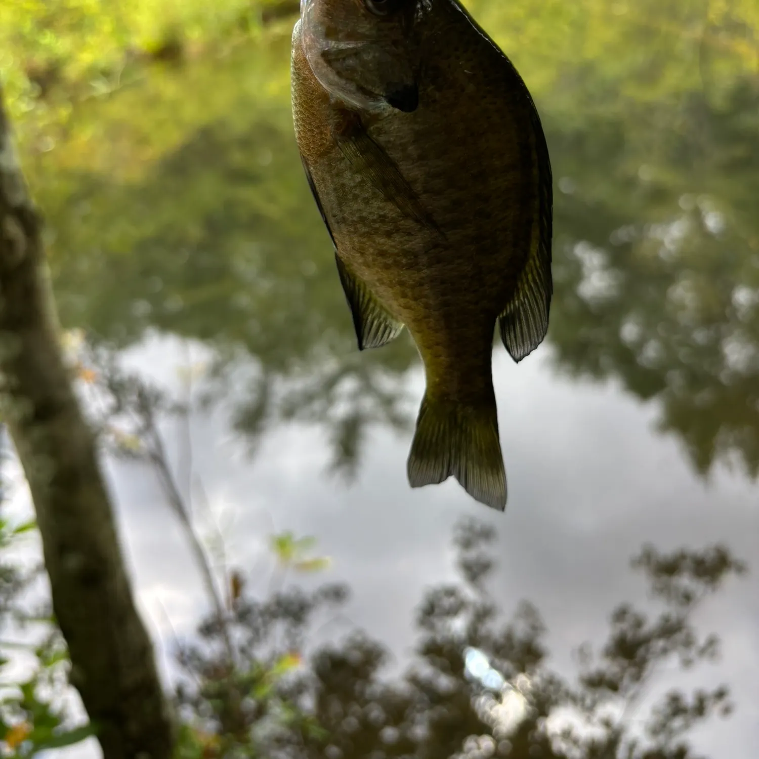 Bluegill caught on Fishbrain