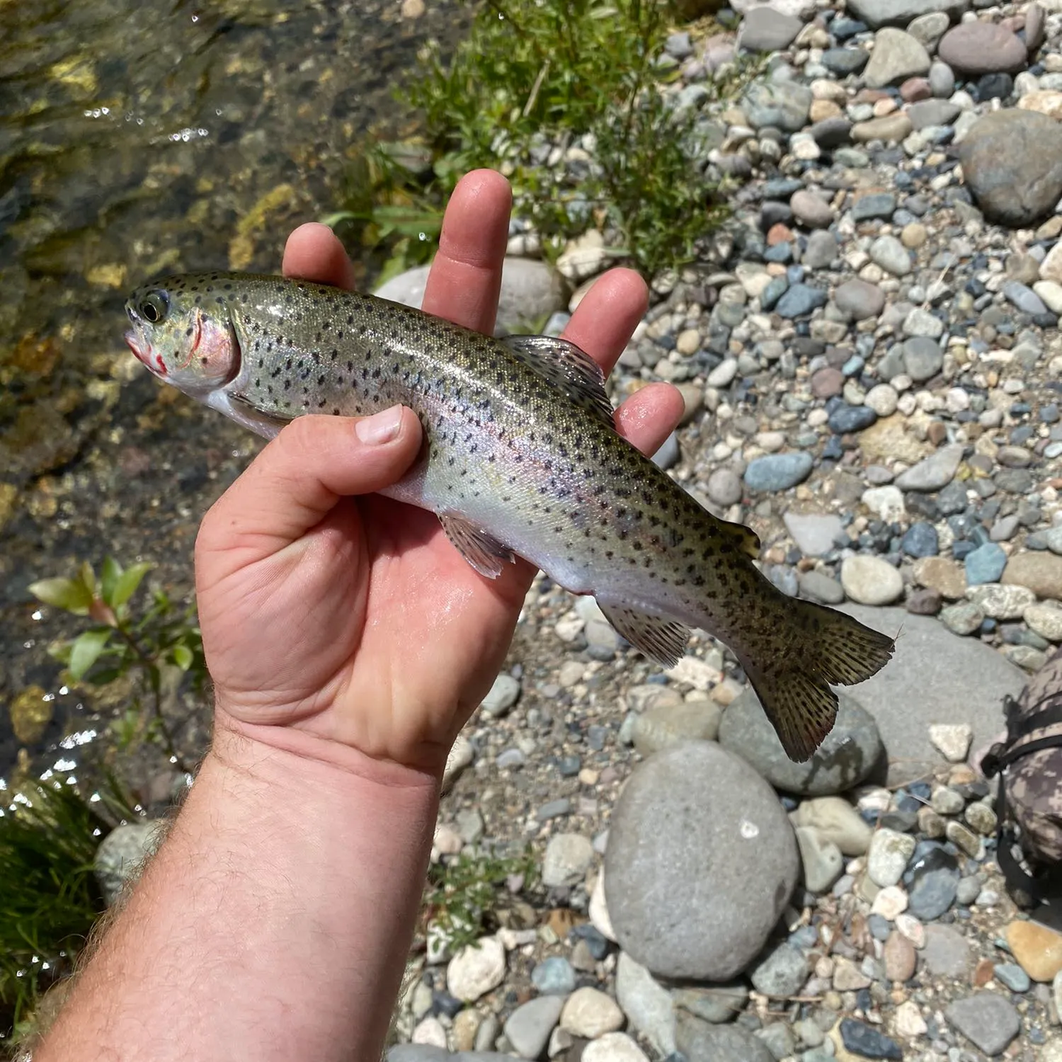 Rainbow trout caught on Fishbrain