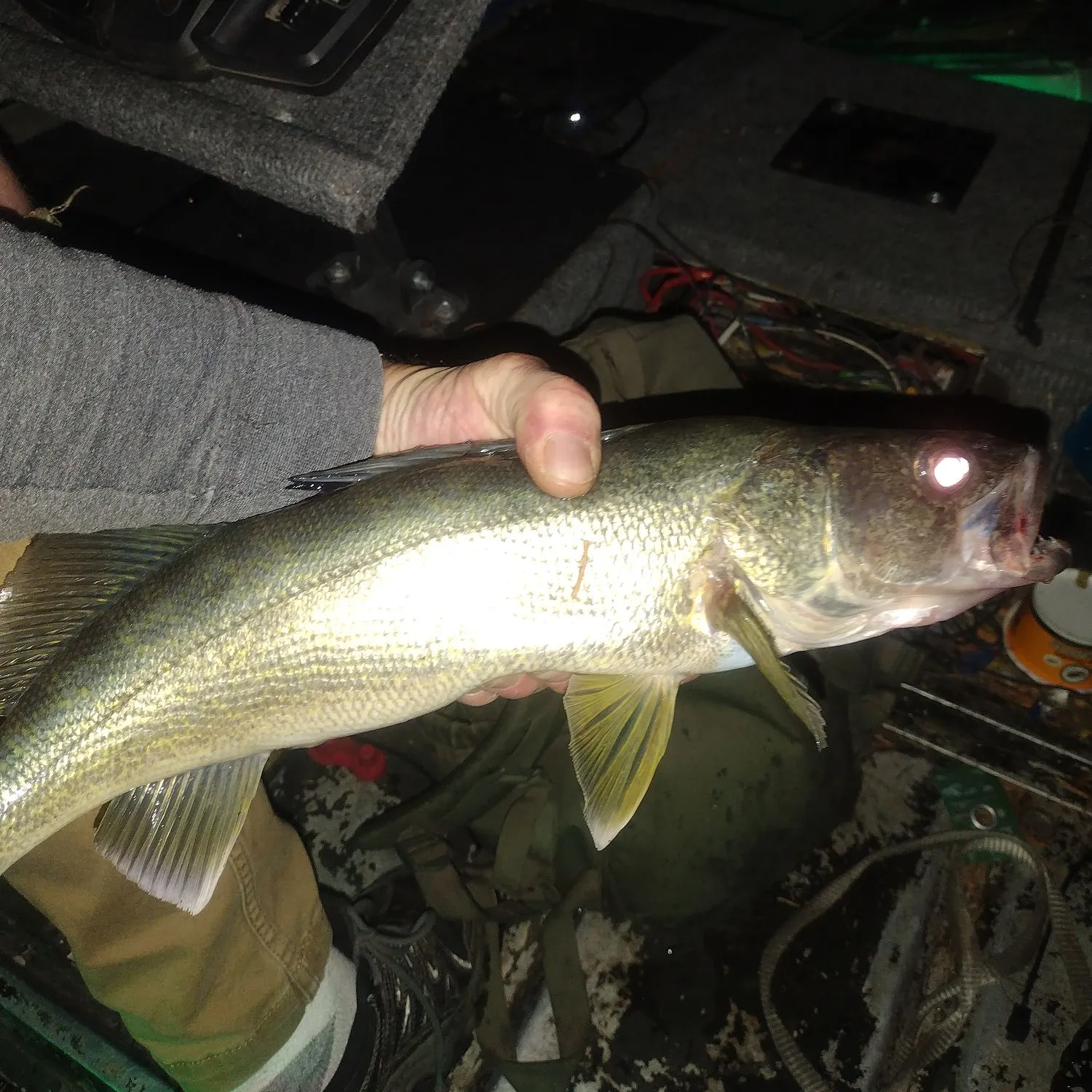 Walleye caught on Fishbrain