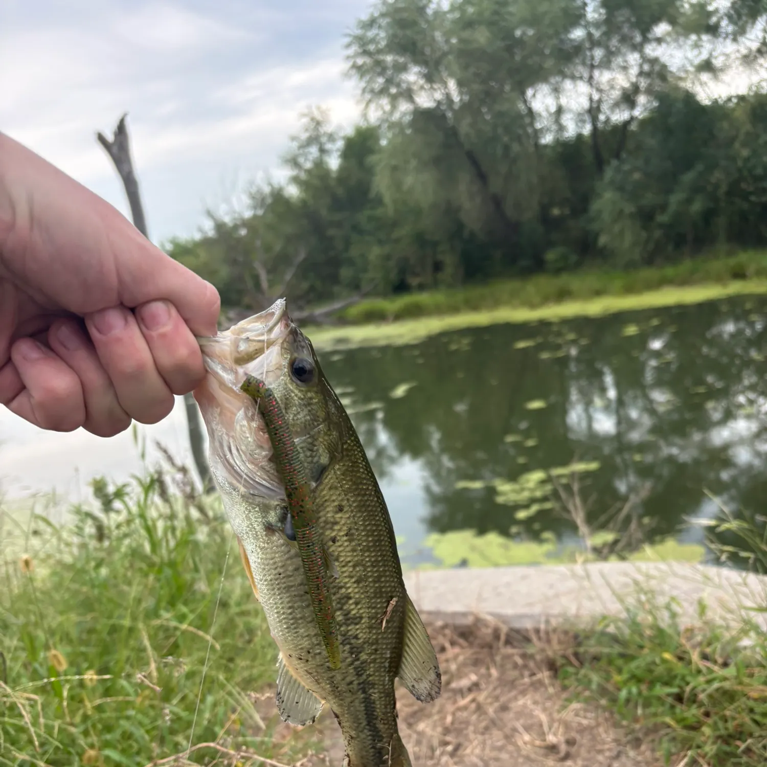 Largemouth bass caught on Fishbrain