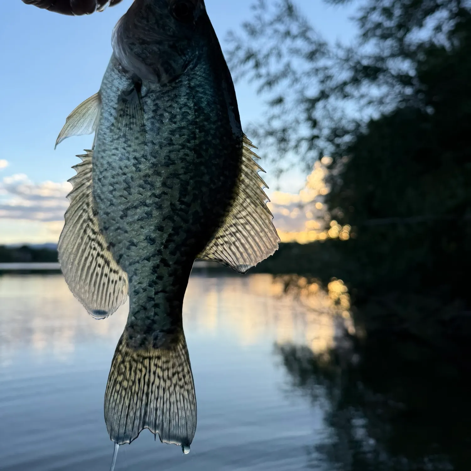Black crappie caught on Fishbrain