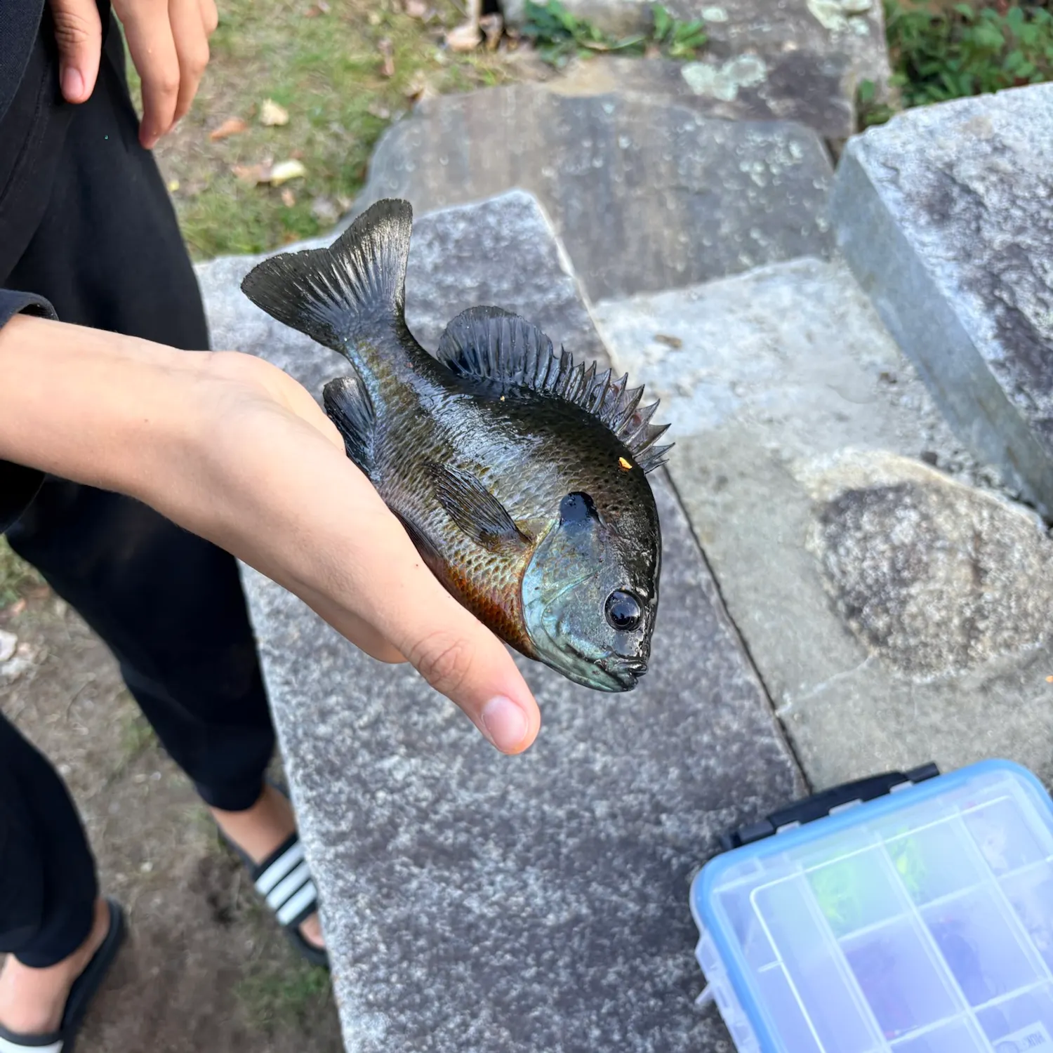 Bluegill caught on Fishbrain