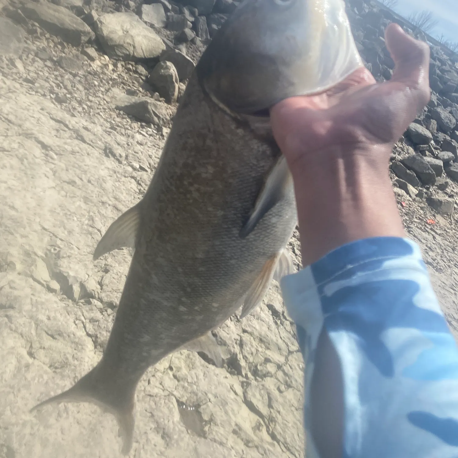 The most recent Silver carp catches on Fishbrain