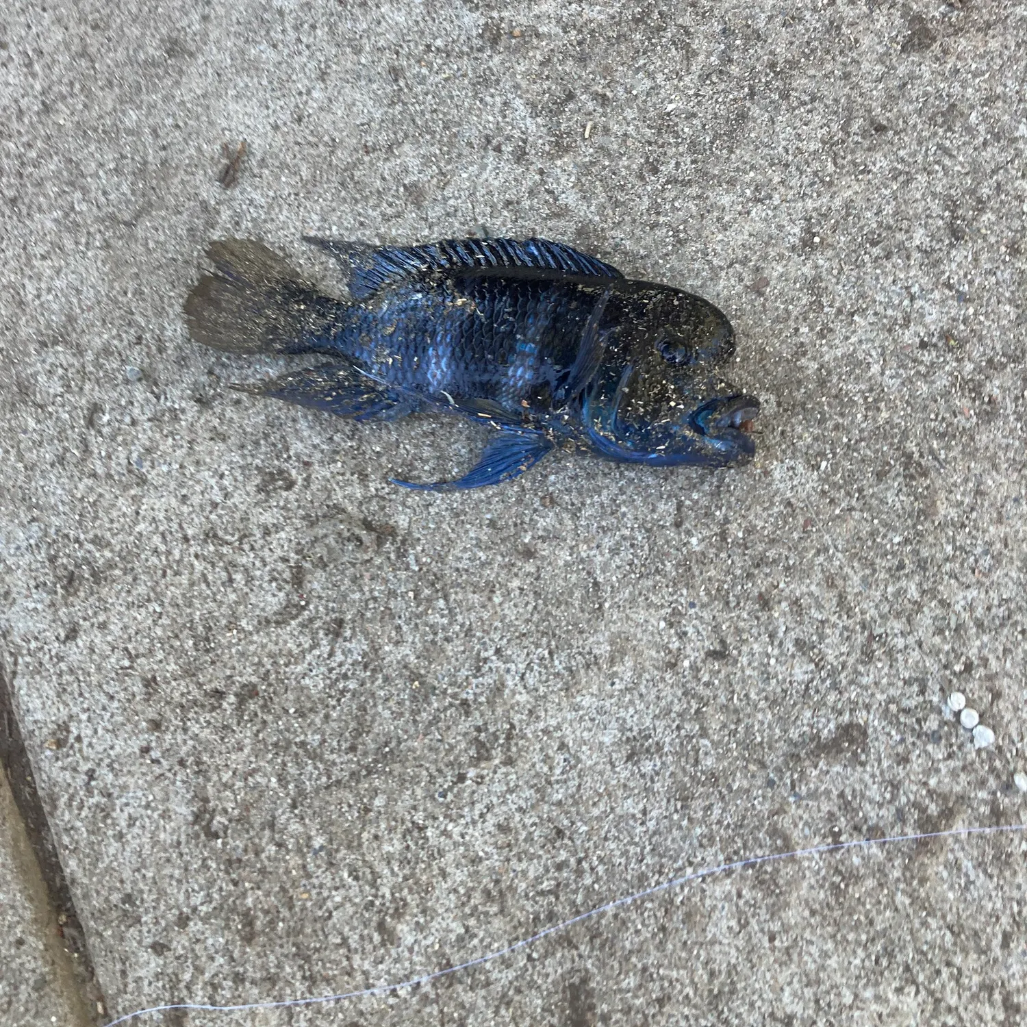 Convict cichlid caught on Fishbrain