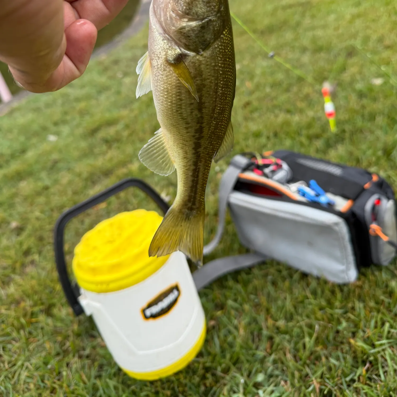 Spotted bass caught on Fishbrain