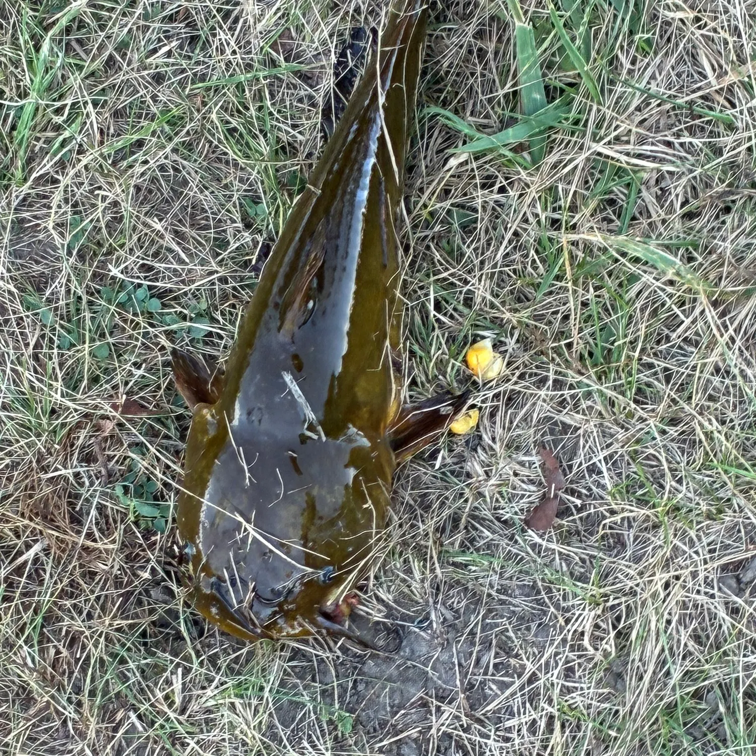 Black bullhead caught on Fishbrain