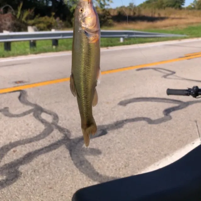 River redhorse caught on Fishbrain