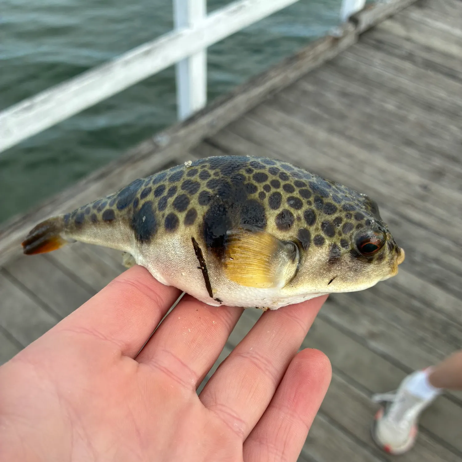 Smooth toadfish caught on Fishbrain
