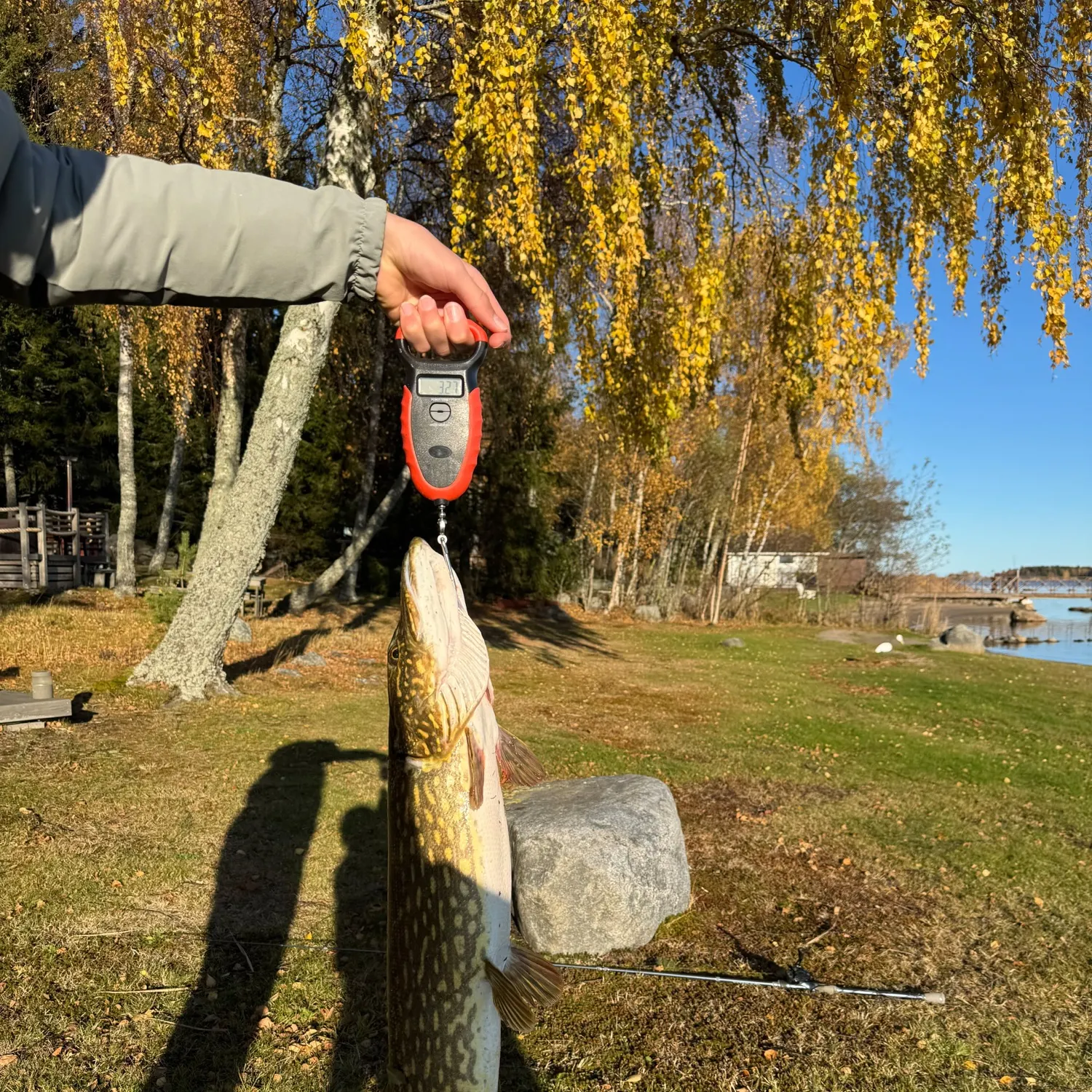 Northern pike caught on Fishbrain