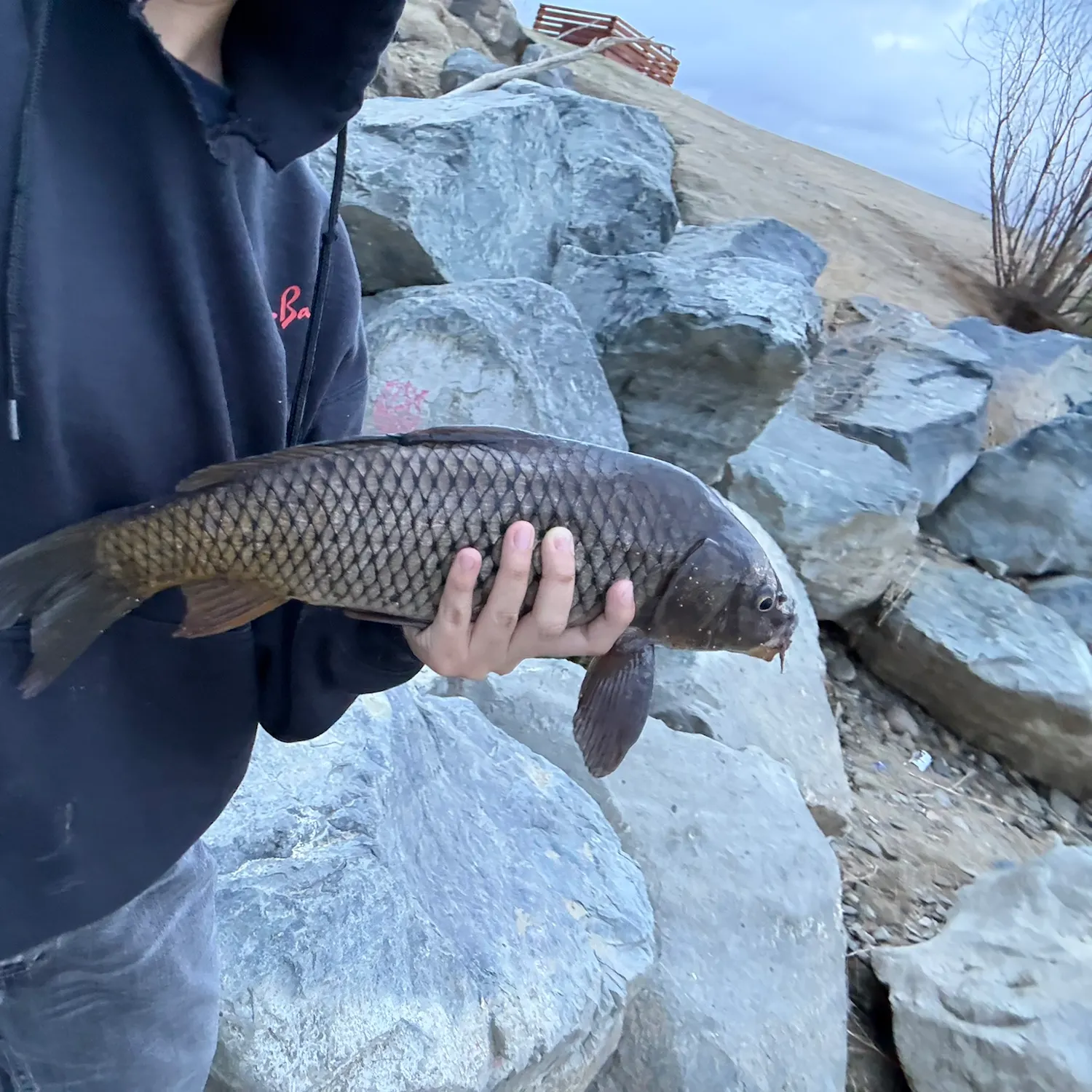 Common carp caught on Fishbrain
