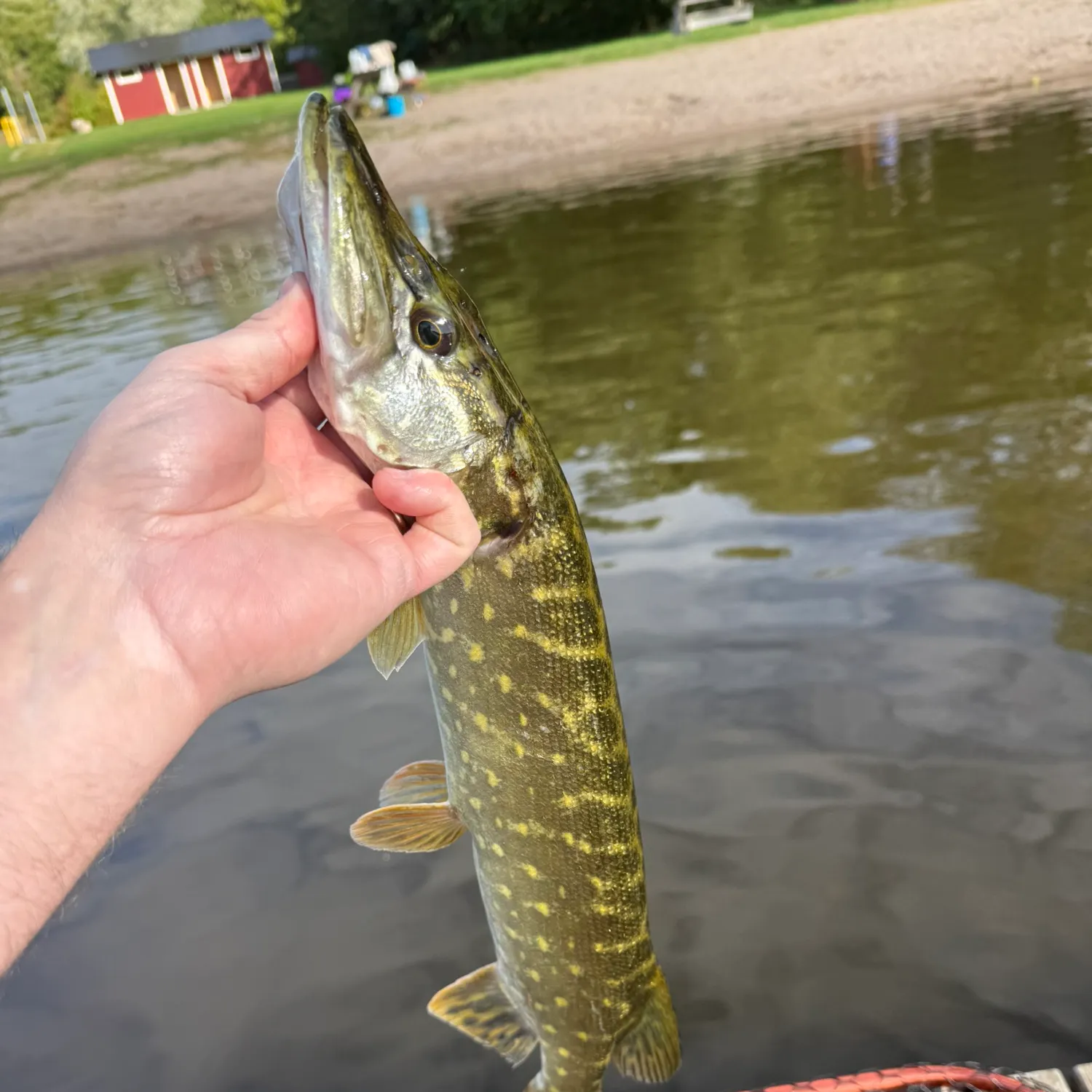 Northern pike caught on Fishbrain