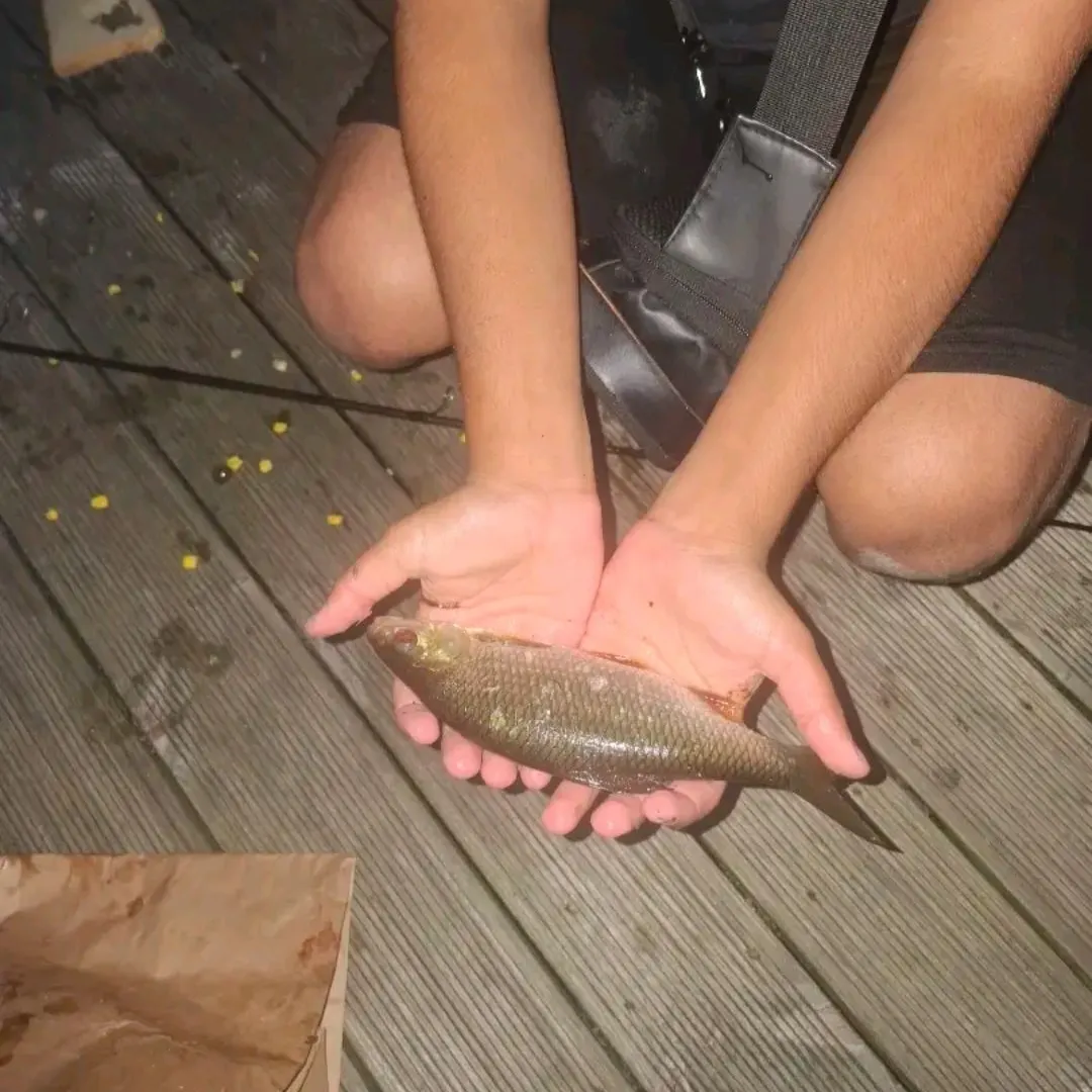 Common roach caught on Fishbrain