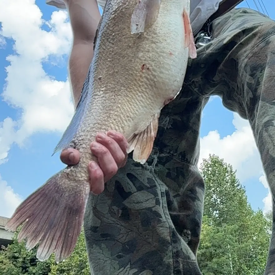 Freshwater drum caught on Fishbrain