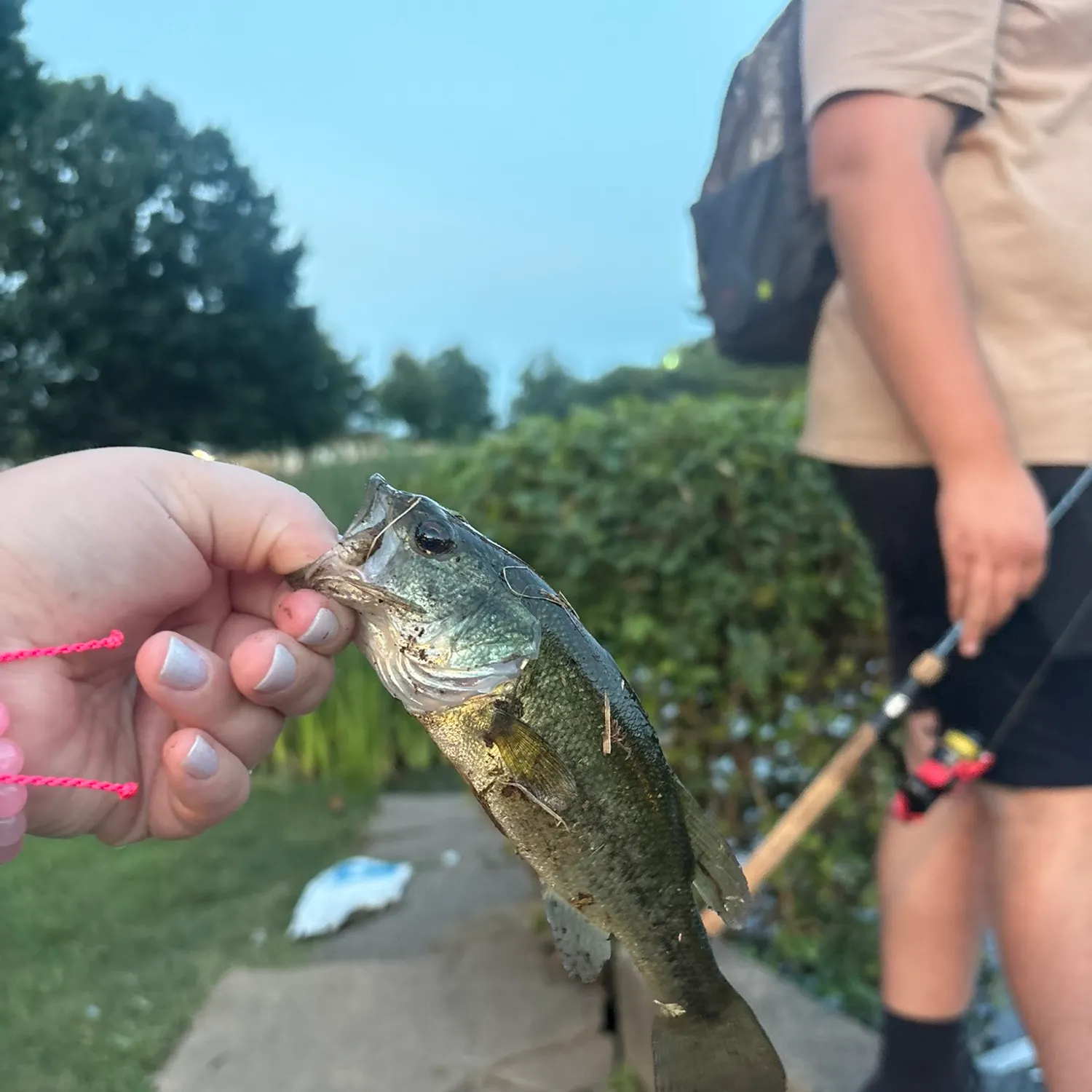Largemouth bass caught on Fishbrain