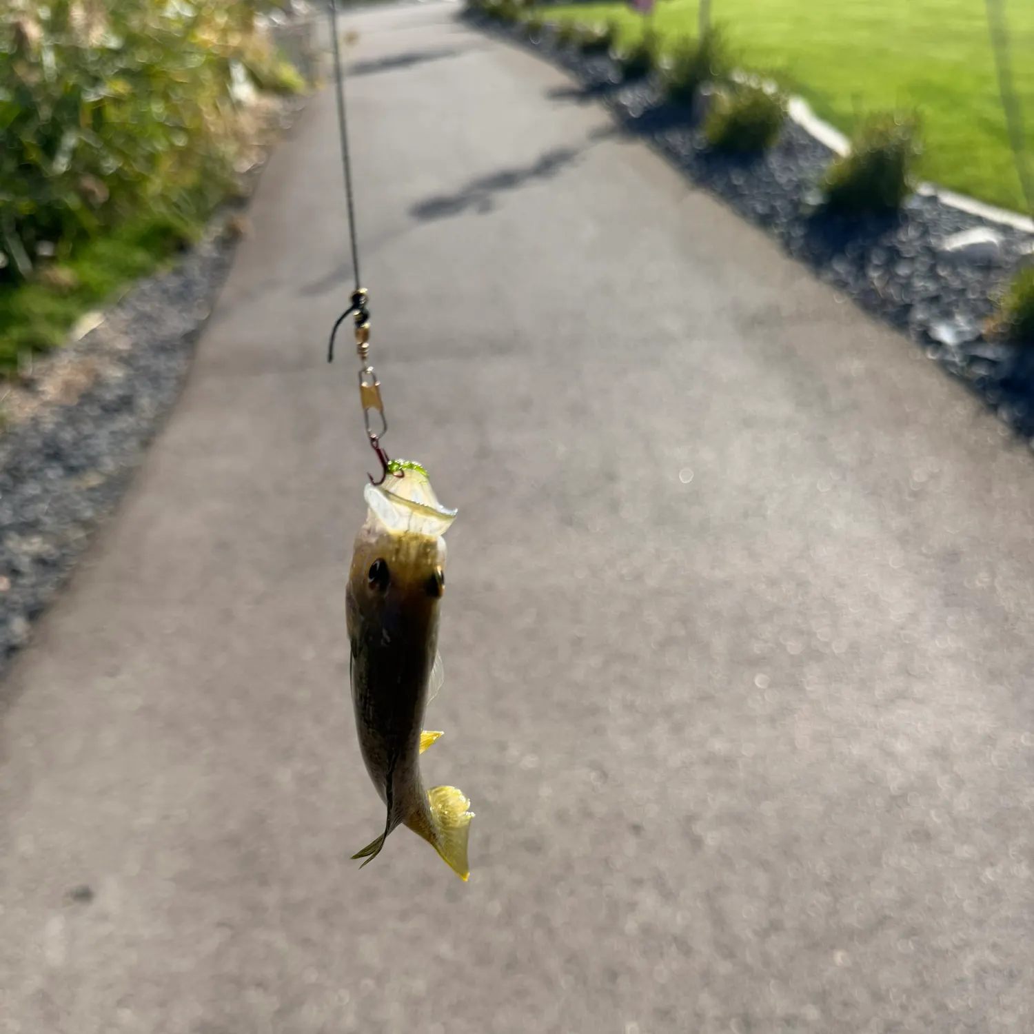 Fish caught on Fishbrain