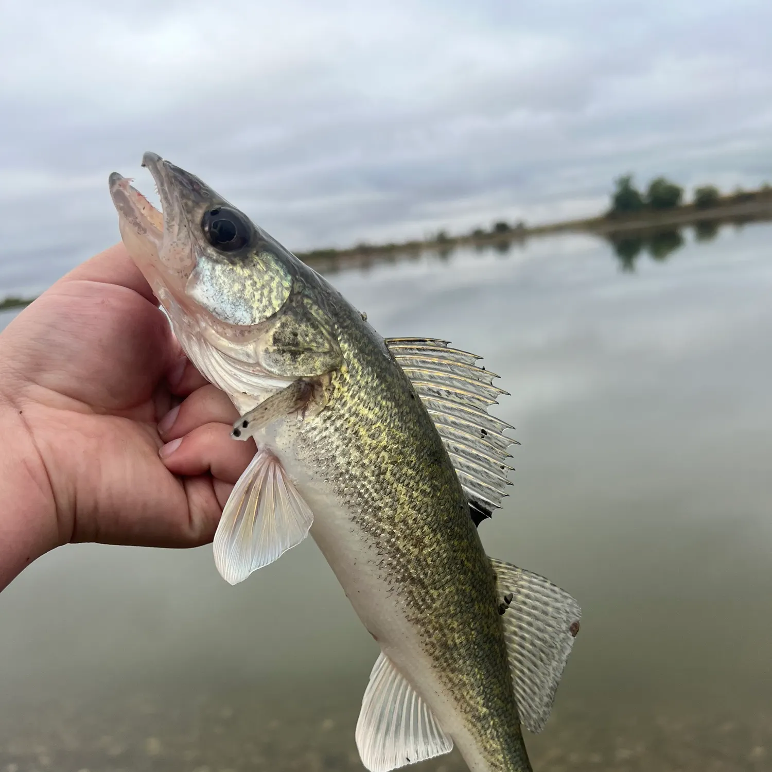 Walleye caught on Fishbrain