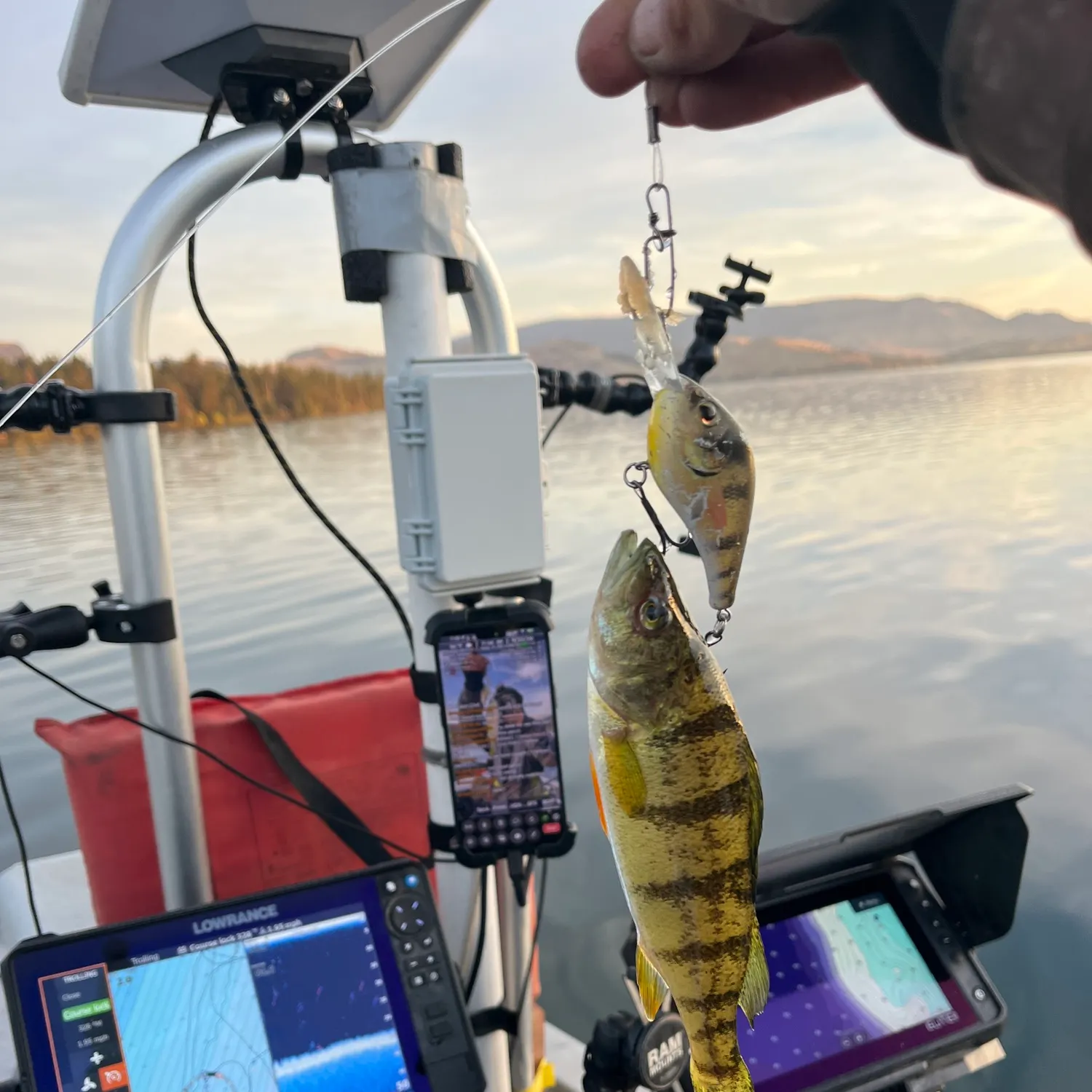Yellow perch caught on Fishbrain