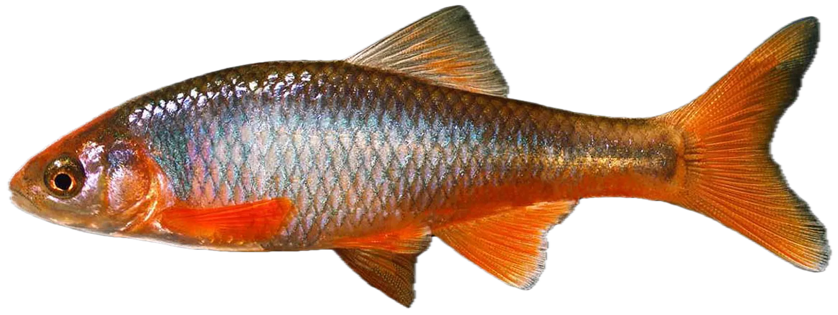 Beautiful shiner