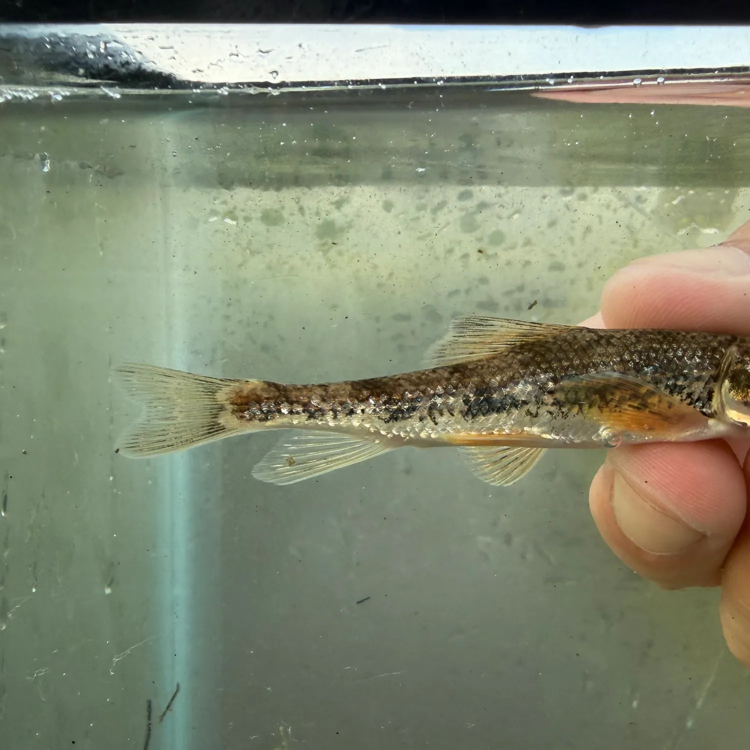 The most recent Northern hogsucker catches on Fishbrain