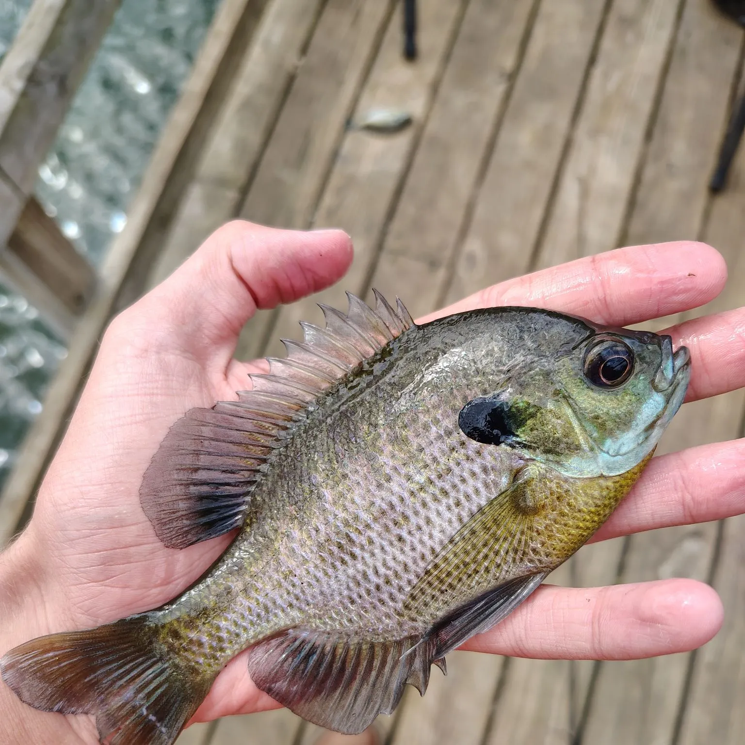 Bluegill caught on Fishbrain
