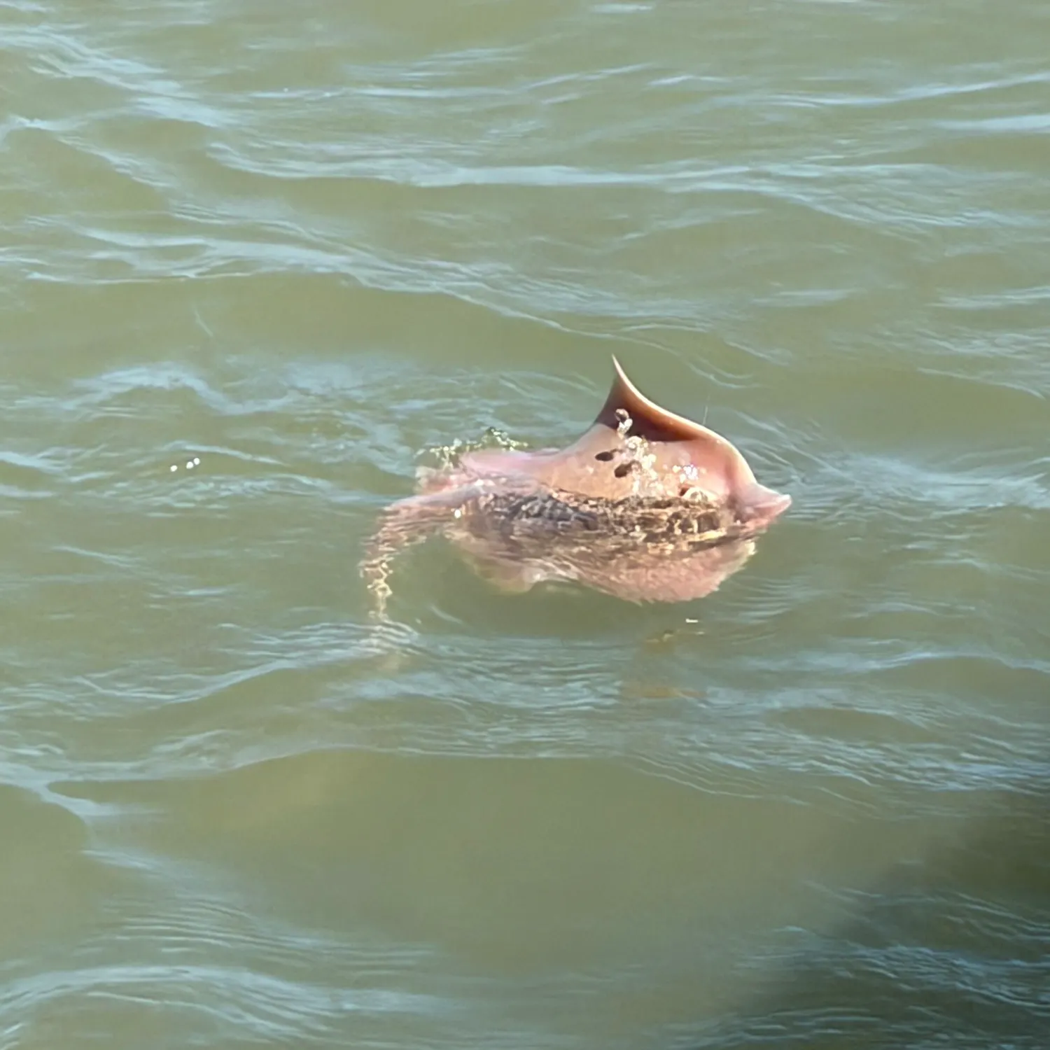 Southern stingray caught on Fishbrain
