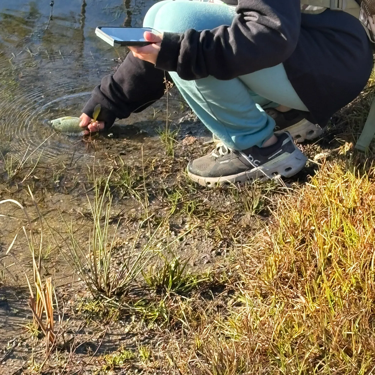 The most recent Bluegill catches on Fishbrain