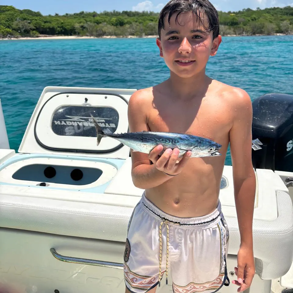 The most recent Little tunny catches on Fishbrain