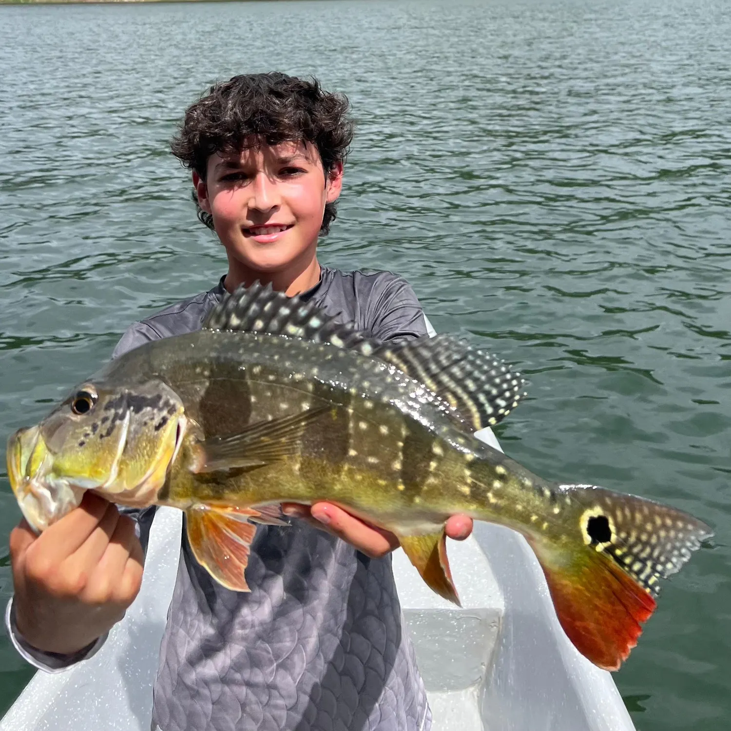 Speckled peacock bass caught on Fishbrain