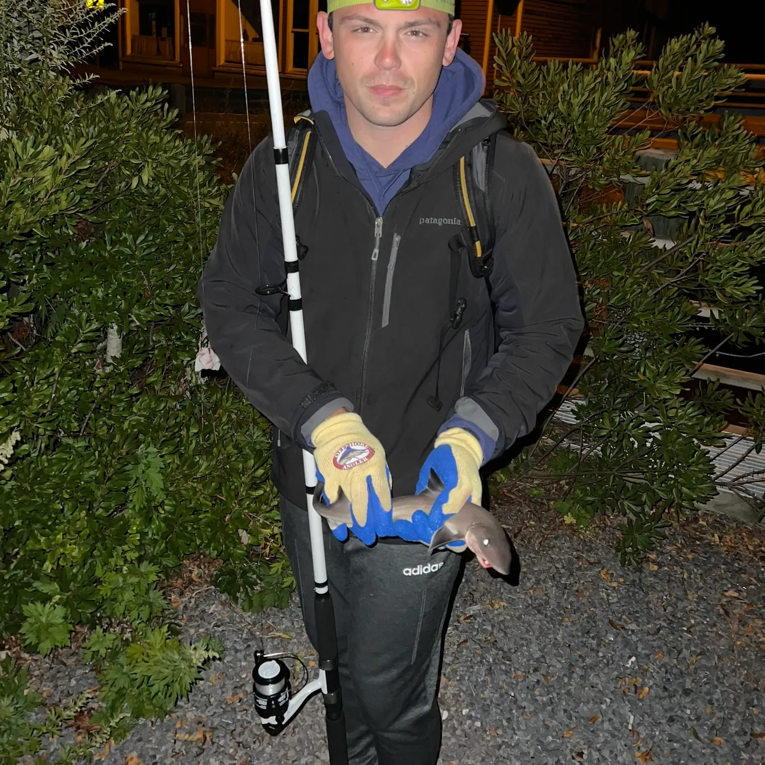 The most recent Piked dogfish catches on Fishbrain