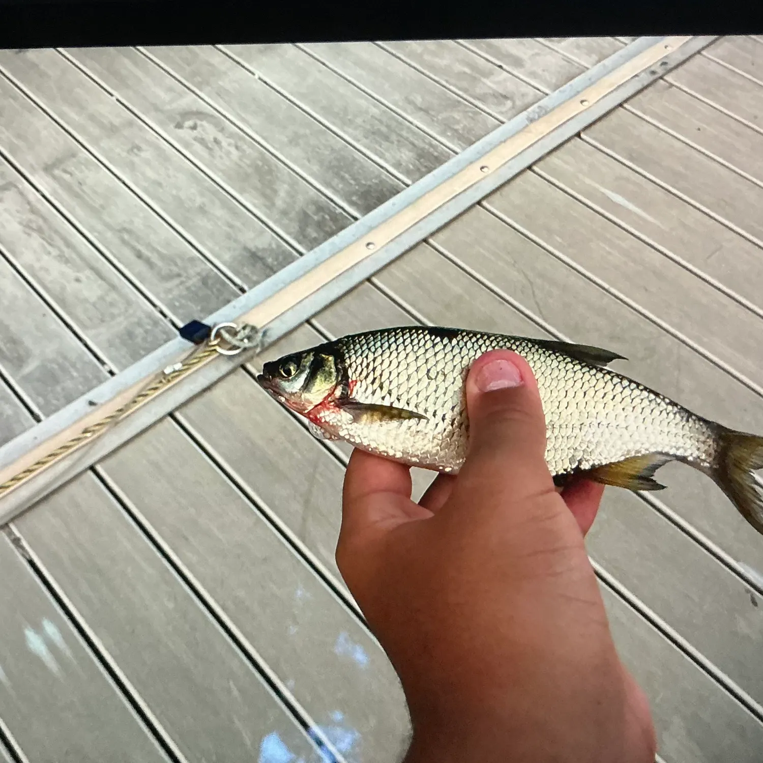 Golden shiner caught on Fishbrain