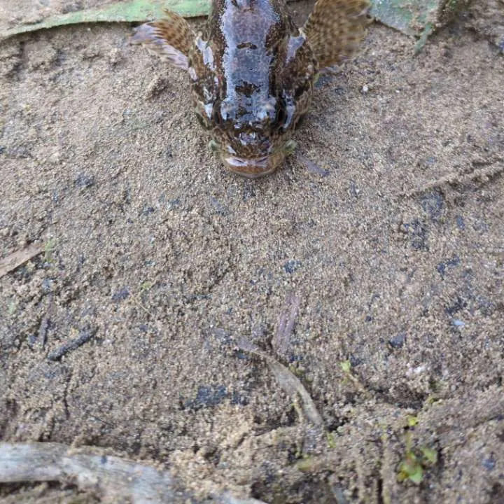 The most recent Longspined bullhead catches on Fishbrain
