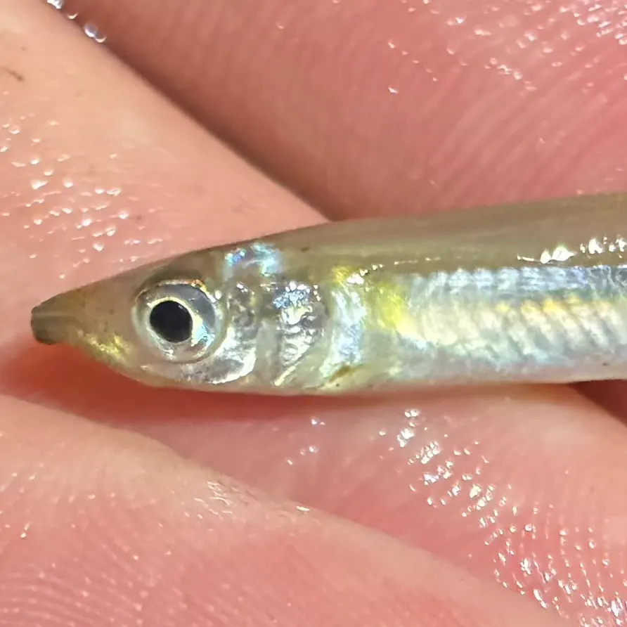 The most recent Brook silverside catches on Fishbrain