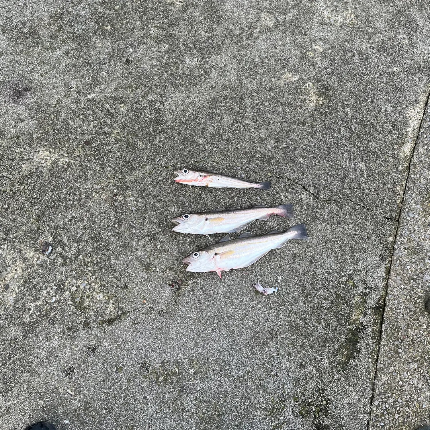 The most recent Whiting catches on Fishbrain