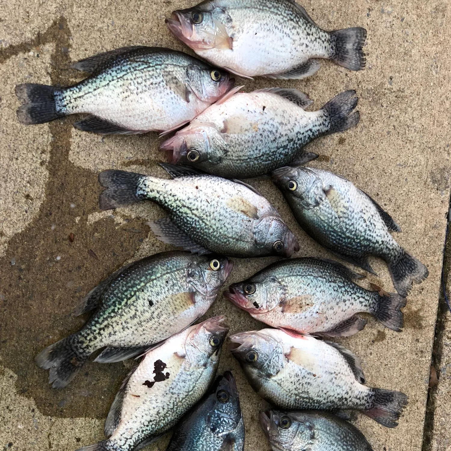 recently logged catches